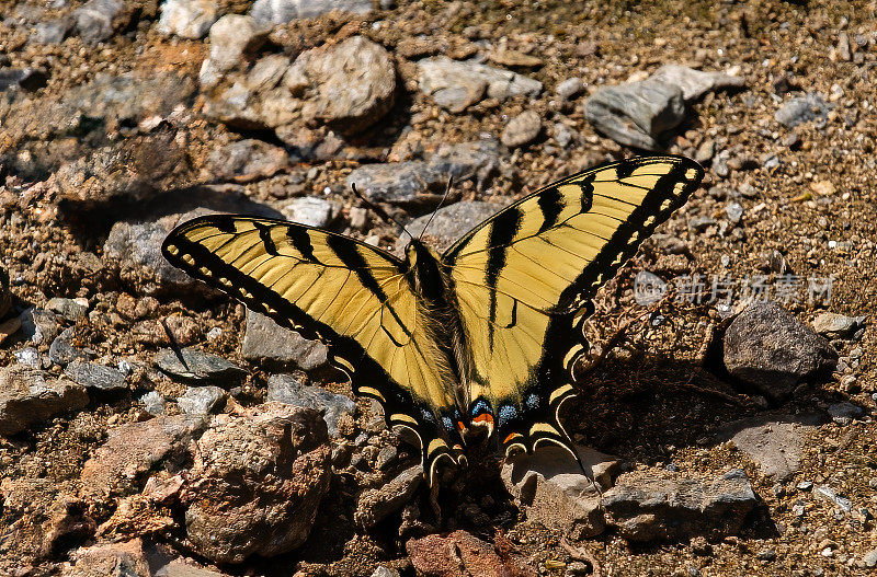 凤蝶(Papilio glaucus)是一种原产于北美东部的蝴蝶。大烟山国家公园。田纳西。